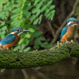 Kingfishers